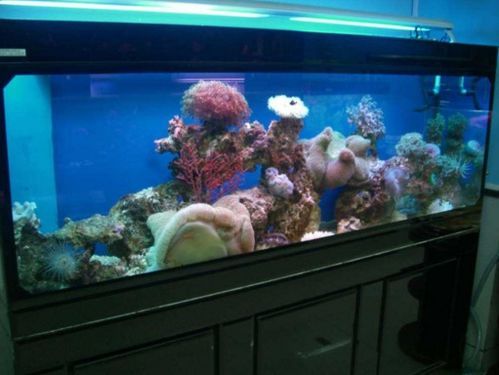 养鱼必备：打造完美鱼缸，解锁水族箱养护秘籍！