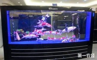 养鱼必备：打造完美鱼缸，解锁水族箱养护秘籍！