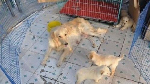 “狗狗咬手揭秘：宠物行为心理学小知识”