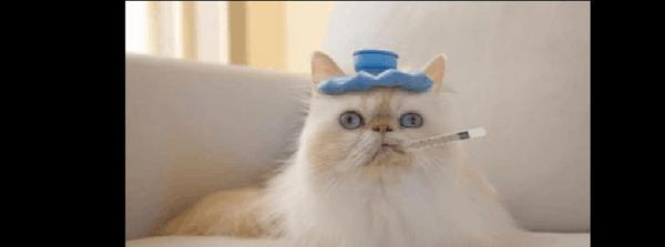 如何自己给猫咪做健康检查——猫咪发烧篇（宠物猫咪的主人们必看，发现猫咪发烧该怎么办？）