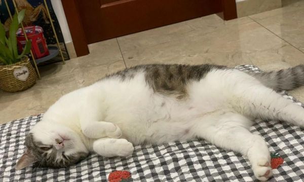 如何自己给猫咪做健康检查——猫咪发烧篇（宠物猫咪的主人们必看，发现猫咪发烧该怎么办？）