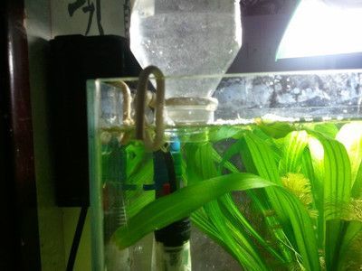 diy鱼缸自动补水器怎么用：diy鱼缸智能补水器的组成与使用方法 鱼缸百科 第2张