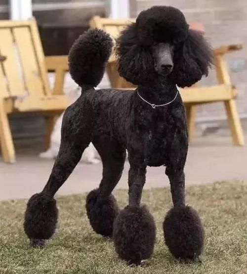如何给贵宾犬型图片