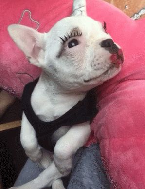 什么是星期狗怎么区别