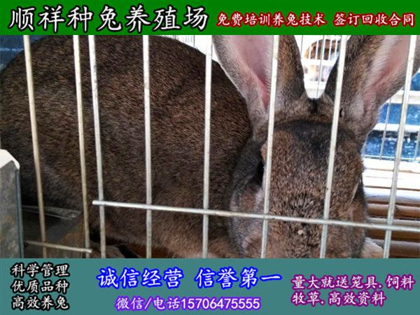 吉林长春杂交野兔子哪里买