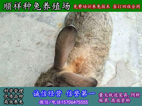 吉林长春杂交野兔子哪里买
