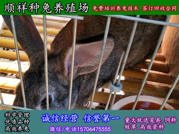 吉林长春杂交野兔子哪里买