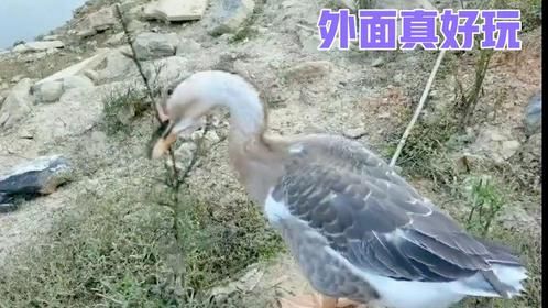 养了三个月的宠物鹅天天卖萌撒娇粘着主人要出去玩，都养成精了