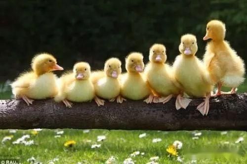 新手必看！如何正确喂养幼鸟与保暖技巧，让宠物健康成长