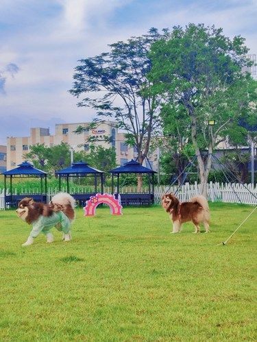 深圳遛狗好去处 | 福海河宠物营地