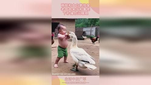 萌娃和大白鹅掐架，老母鸡来当和事佬，下秒操作闪瞎眼！