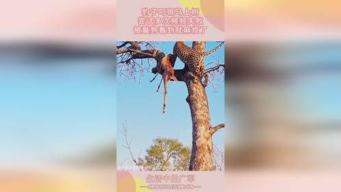 豹子叼斑马上树，尝试多次频频失败，被鬣狗看到就麻烦了
