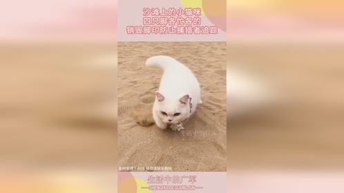 沙滩上的小猫咪，四只脚各忙各的，销毁脚印防止捕猎者追踪！