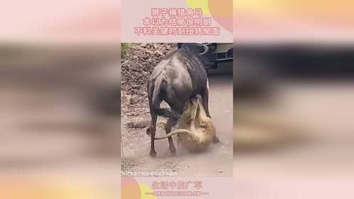 狮子捕猎角马，本以为结局很明朗，不料关键时刻扭转局面！