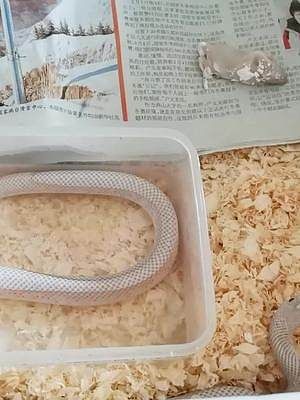 每吃一只老鼠就会吃一口木屑，不太聪明的布鲁克王蛇#爬宠 #奇妙的动物 #萌宠 #宠物蛇 #布鲁克王蛇