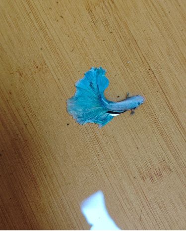 给鱼换水不小心跳到热水里了..烫变色了