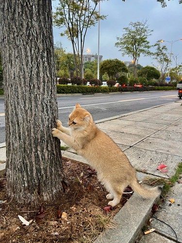 金渐层都有人弃养