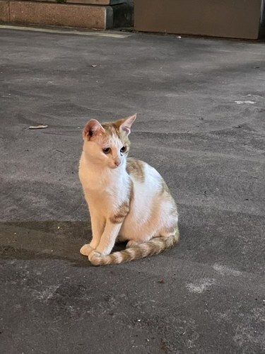 随处可见的流浪猫