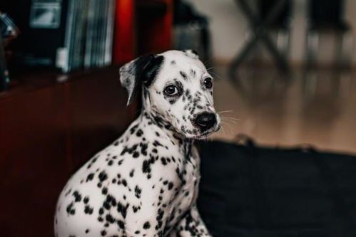 如何为您的狗补充铁