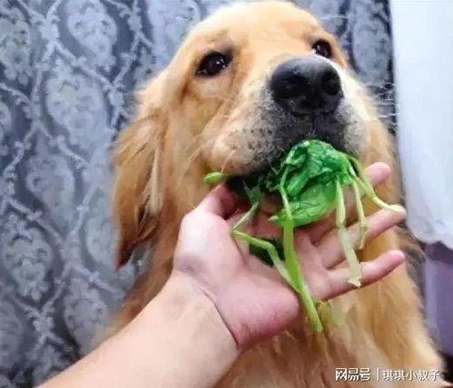 如何为您的狗补充铁
