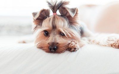 三年的狗狗相当于人的几岁