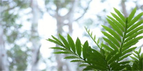 金丝雀宠主日常（如何正确养护金丝雀宠物）