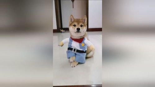 “亲戚家宠物成群，萌宠日常分享”