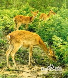 江苏宠物鹿养殖，专业养护，鹿中贵族，等你来领养！