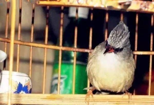宠物鸟年开销大揭秘：养一只鸟儿一年要花多少钱？