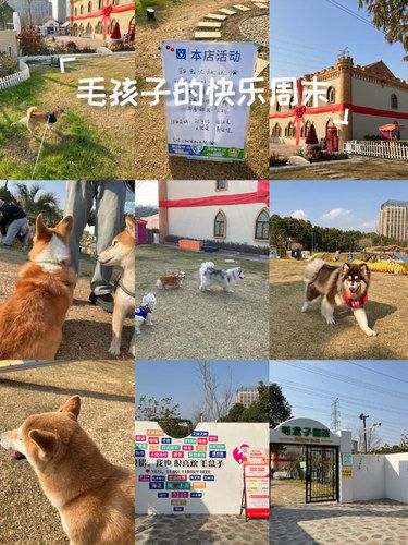 家人、宠物一起去溜圈