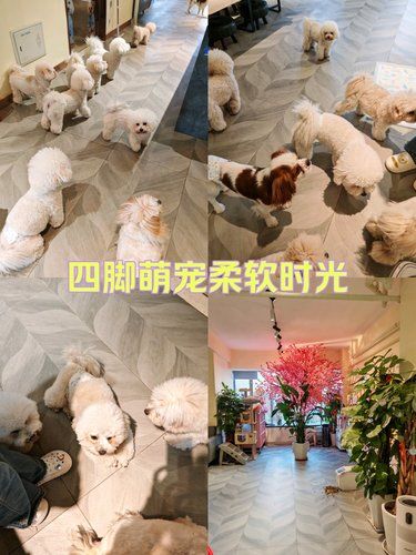 四脚萌宠柔软时光