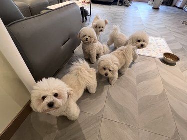 比熊开大会