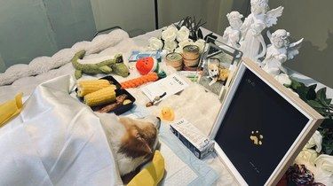 宠物火化殡葬