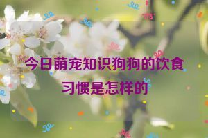 今日萌宠知识狗狗的饮食习惯是怎样的