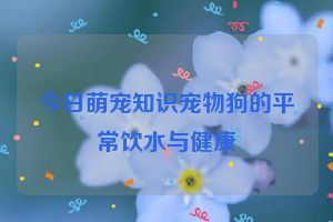 今日萌宠知识宠物狗的平常饮水与健康
