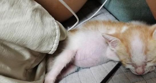 猫咪绦虫终极清除方法（以宠物为主的全面指南）