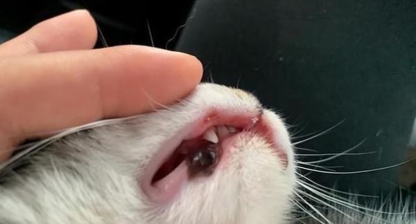 猫咪绦虫终极清除方法（以宠物为主的全面指南）