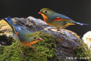 揭秘！家庭养的鸟种类大全，宠物爱好者必看
