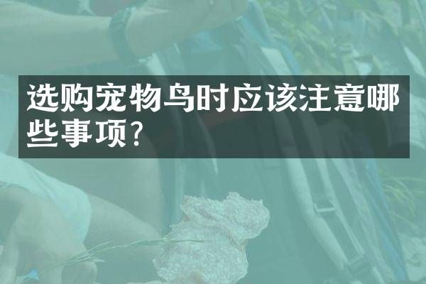 选购宠物鸟时应该注意哪些事项？