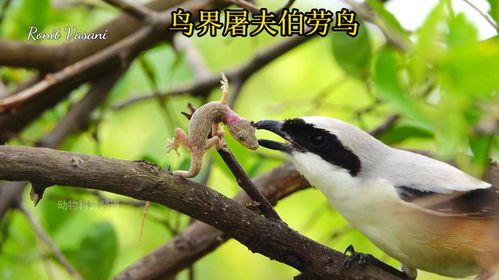 特色鸟种，宠物界的爆款精选！