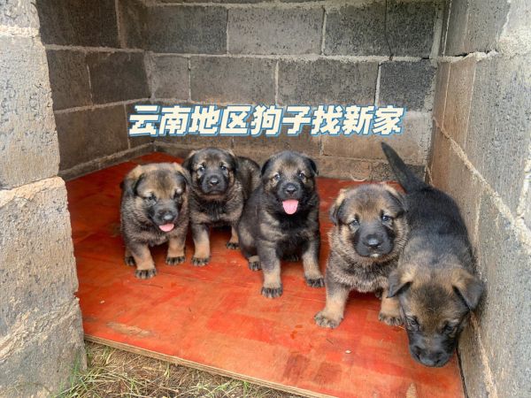 养什么狗最好_泰迪狗好养还是比熊好养_八哥狗好养吗宠物鸟价格