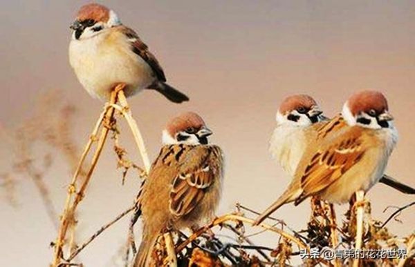 只要三招让野鸟尽快适应家养环境