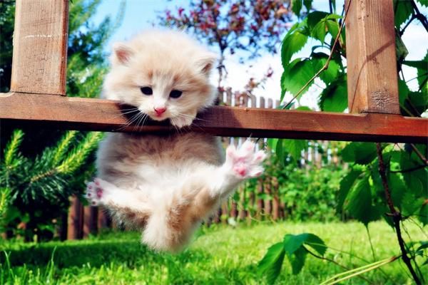猫咪诱食剂上瘾怎么办？