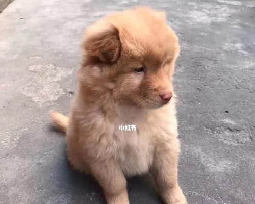 从领养狗狗到看它笑，我的幸福之旅（宠物领养故事）