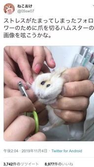 “小仓鼠指甲护理，轻松三步走！”