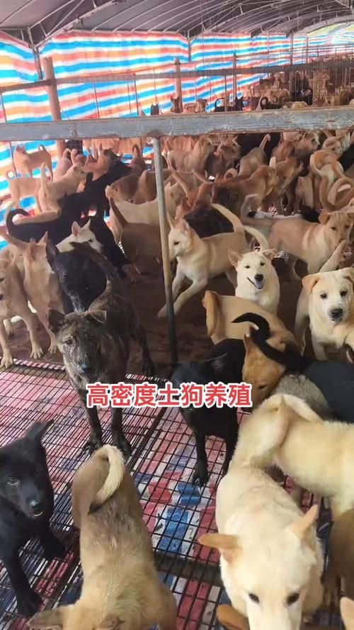 狗狗猛涨精肉狗大壮增肥增食欲（狗狗猛涨精肉狗大壮增肥增食欲男男）