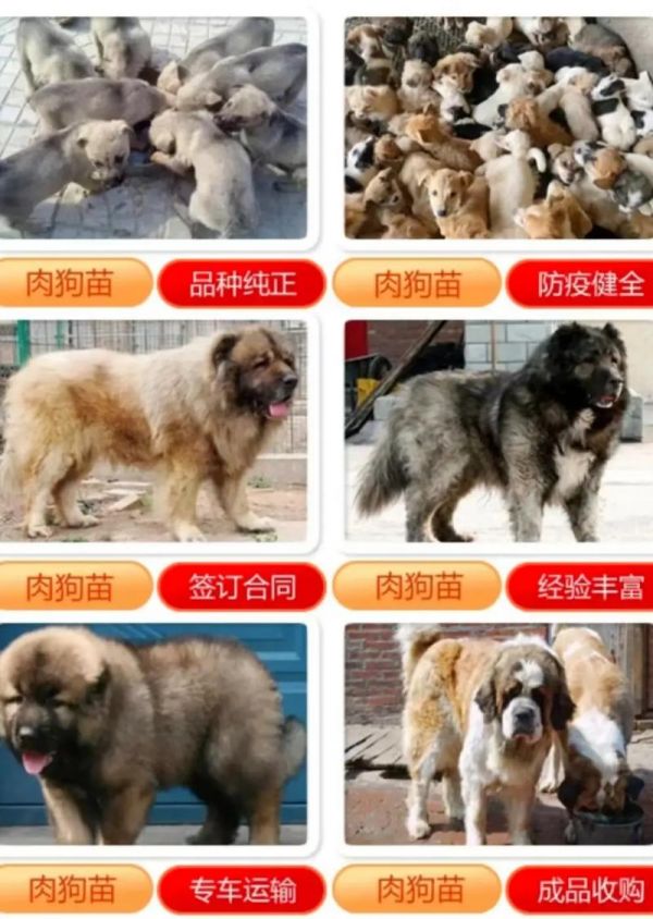 狗狗猛涨精肉狗大壮增肥增食欲（狗狗猛涨精肉狗大壮增肥增食欲男男）
