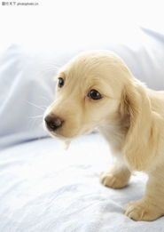 狗狗咳嗽，揭秘宠物健康小秘密！