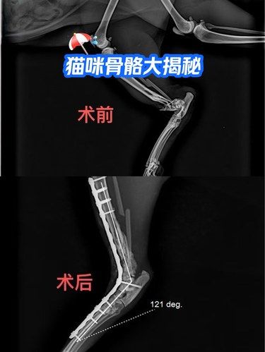猫咪骨骼大揭秘