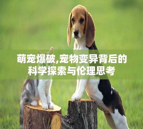 萌宠爆破,宠物变异背后的科学探索与伦理思考